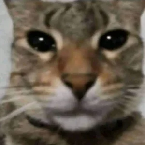 Xactanic666
