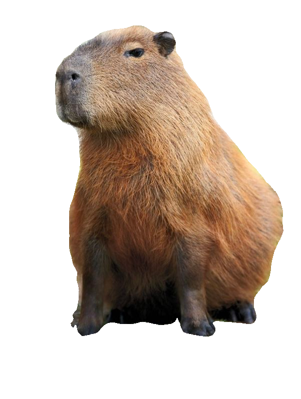 CARPINCHO