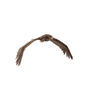 Aguila real