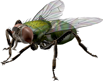 Mosca