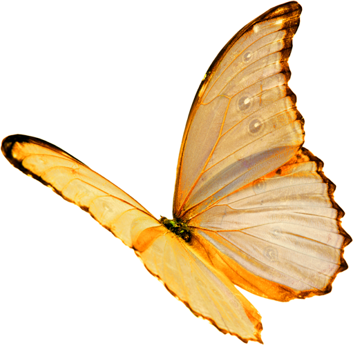 Mariposa