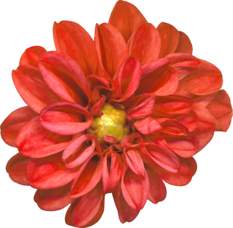 Flor Roja