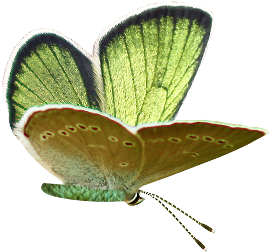 Mariposa